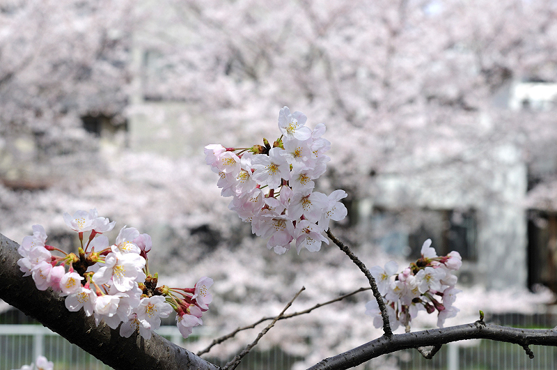 image0287
