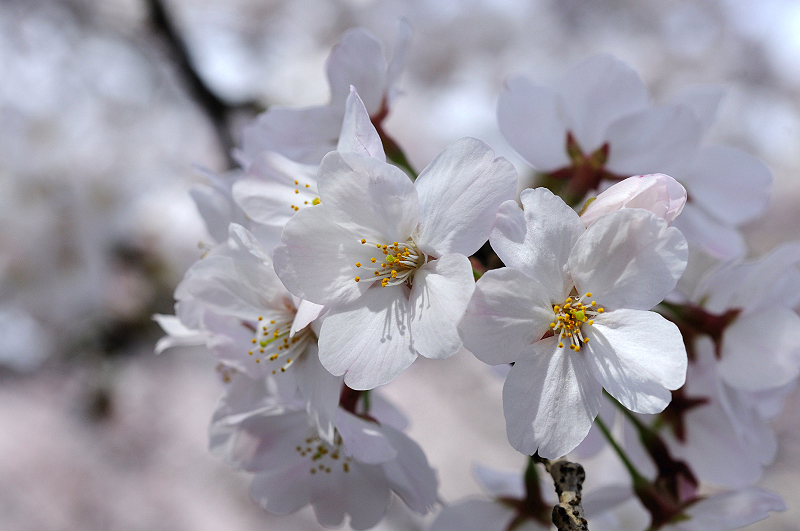 image0333
