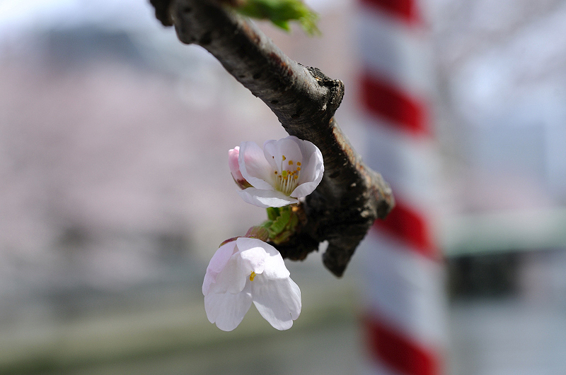 image0335