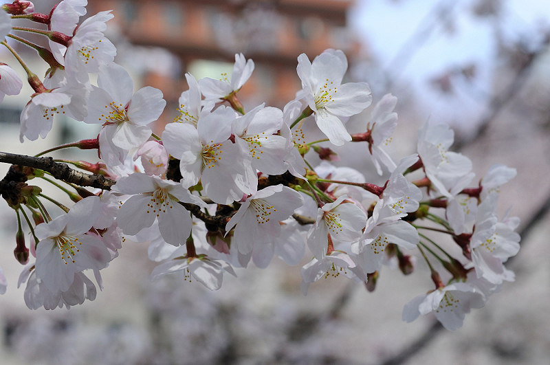 image0339