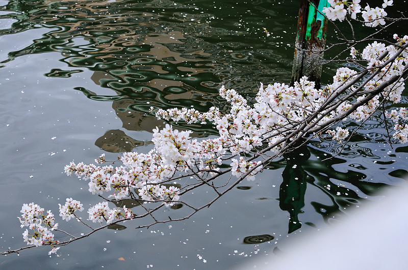 image0390