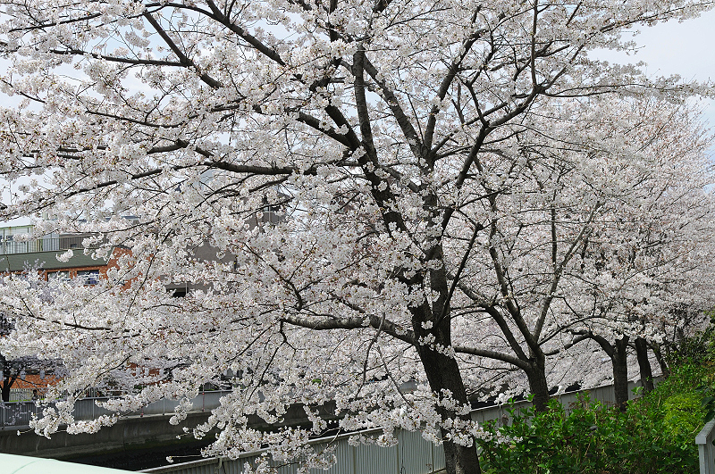 image0419
