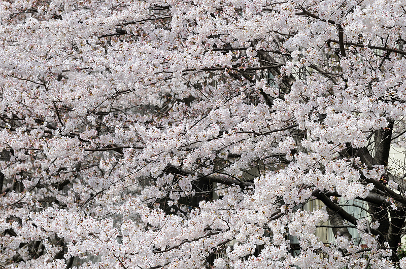 image0426