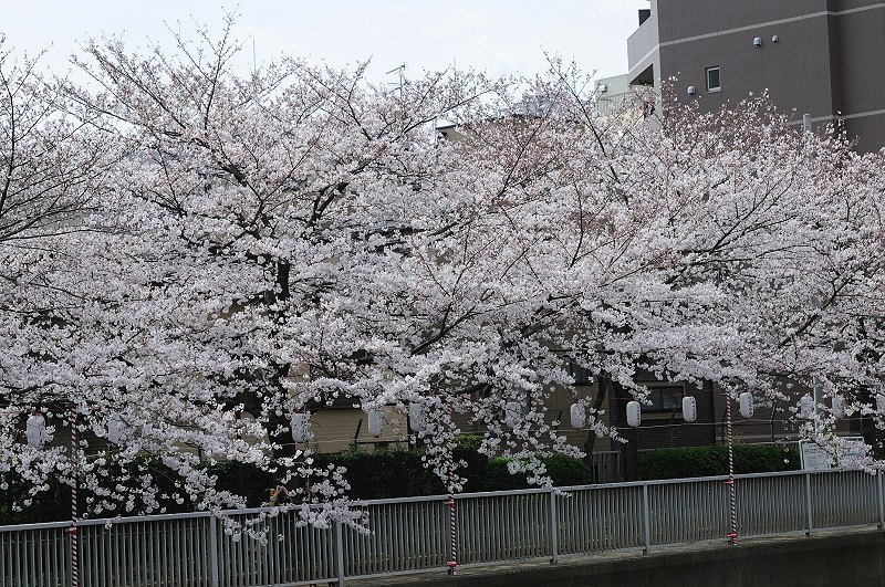 image0442