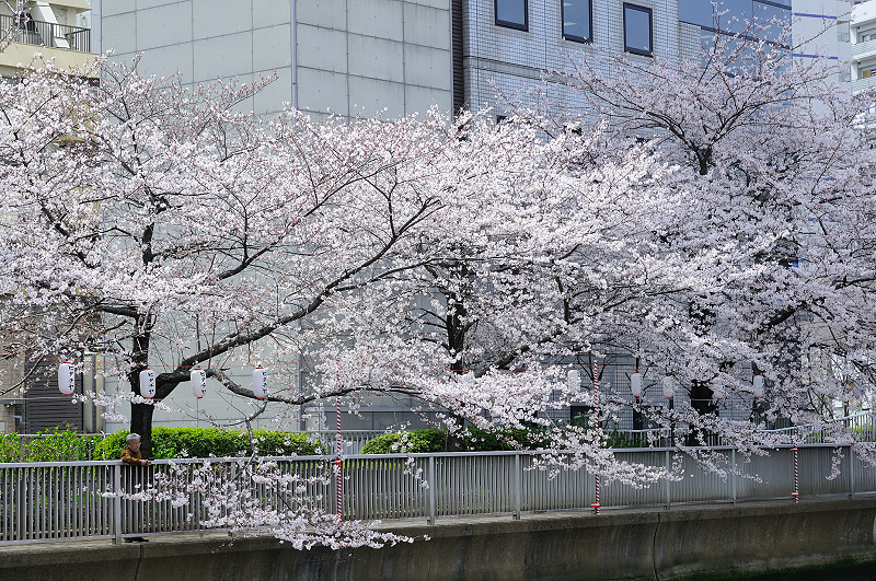 image0445