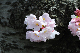 image0181