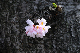 image0183