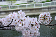 image0229