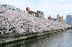 image0239