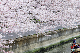 image0262