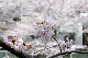 image0287