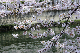 image0293