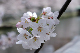 image0334
