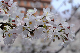 image0339