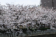 image0442