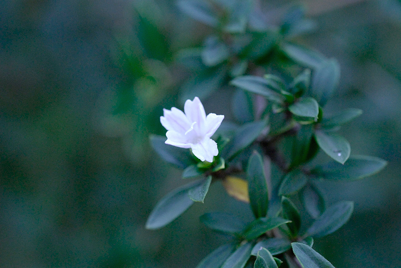 image0098