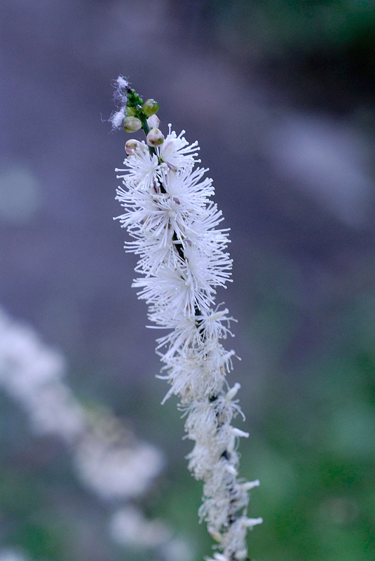 image0105