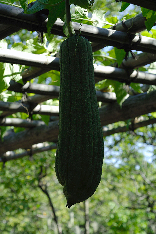 image0108