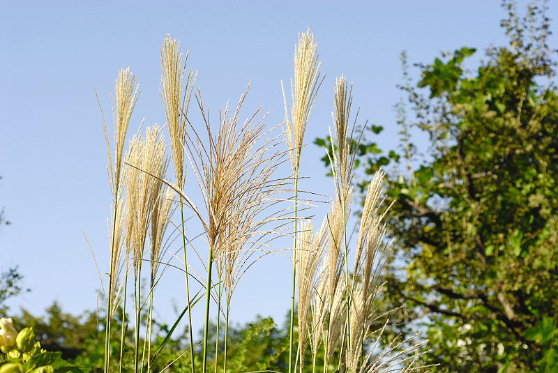 image0132