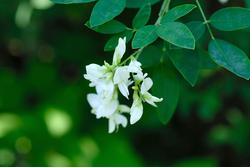 image0133