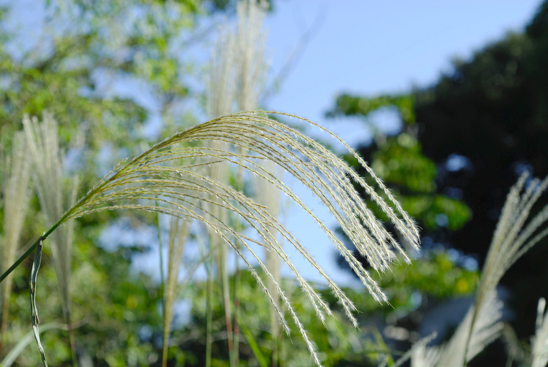 image0136