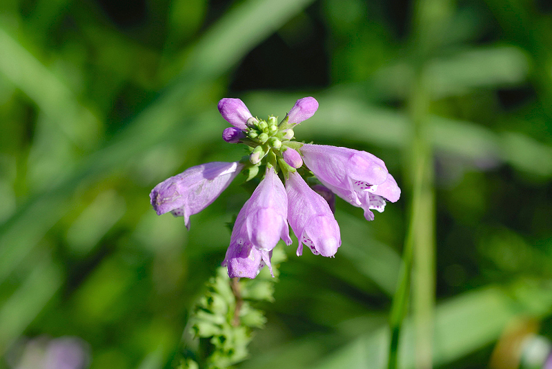 image0137