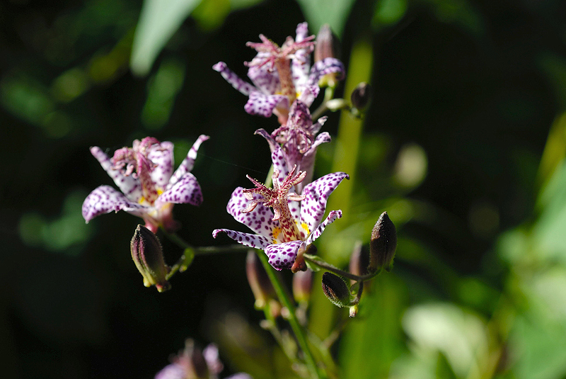 image0145