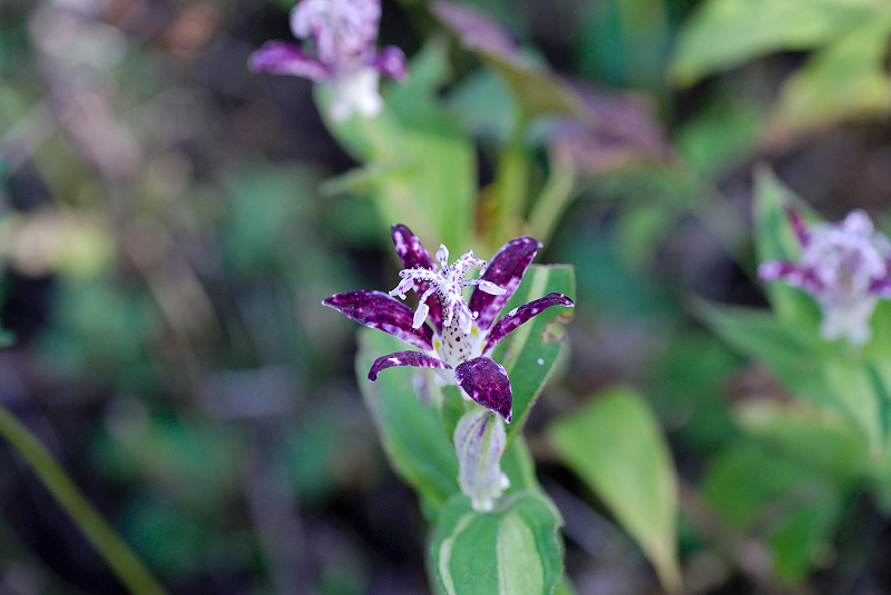 image0150