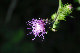 image0100