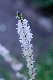 image0105