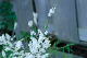 image0106