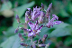 image0129