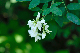image0133