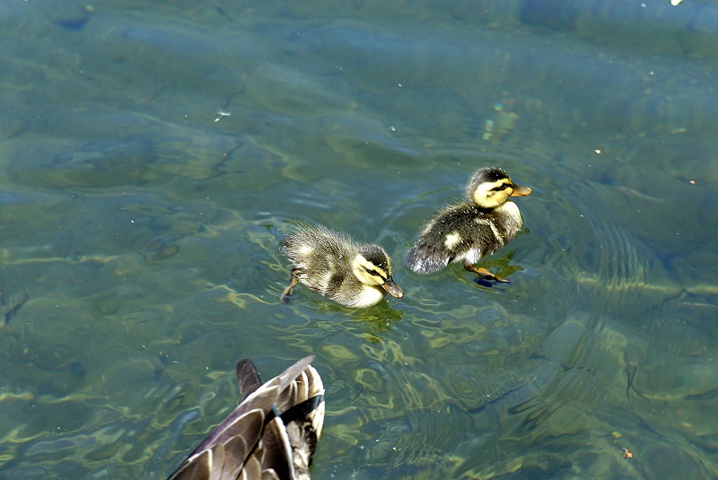 image0135