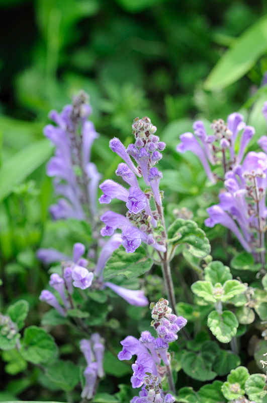 image0105