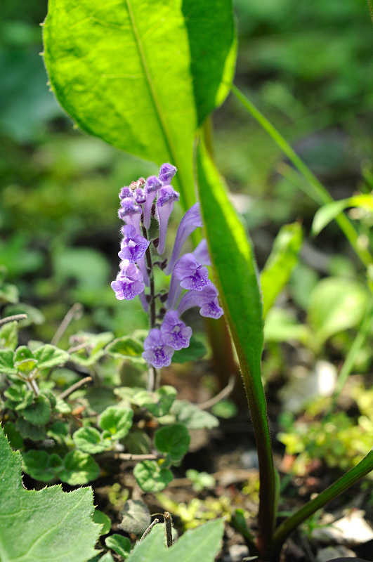 image0106