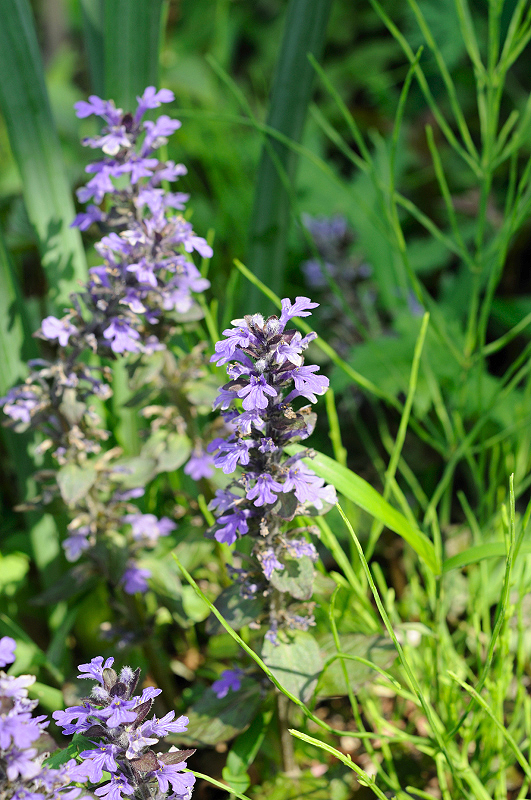image0108