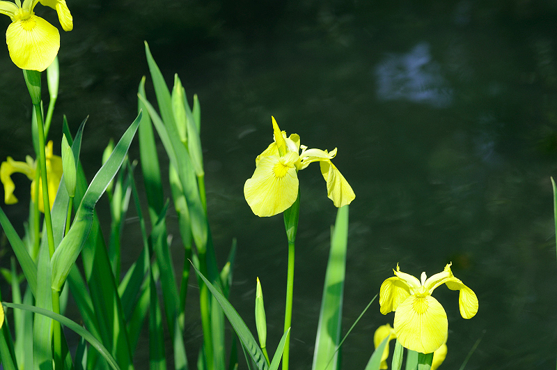 image0146