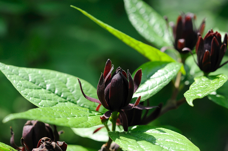 image0176