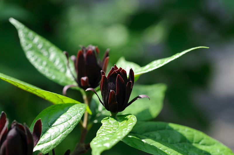 image0177