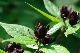 image0176