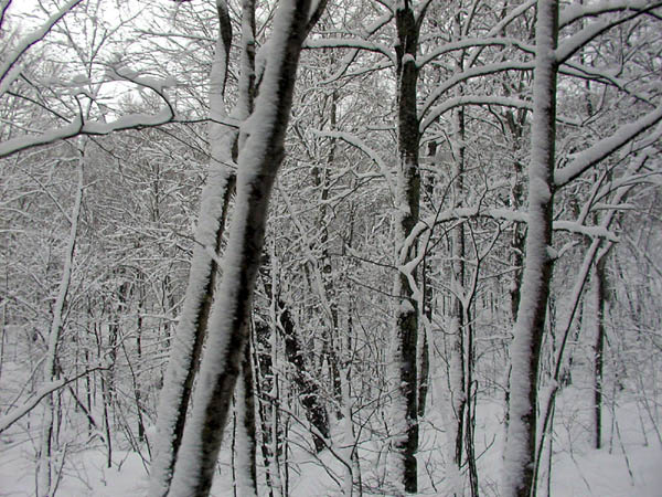 image0081