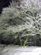 image0129
