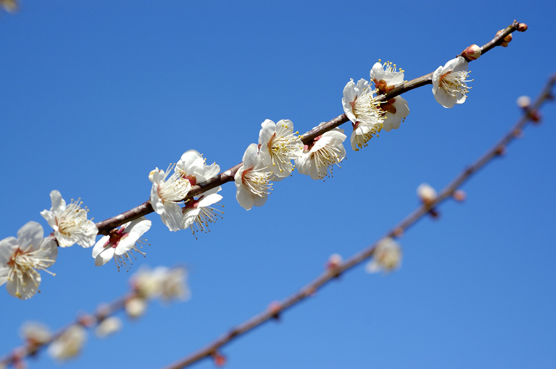 image0078