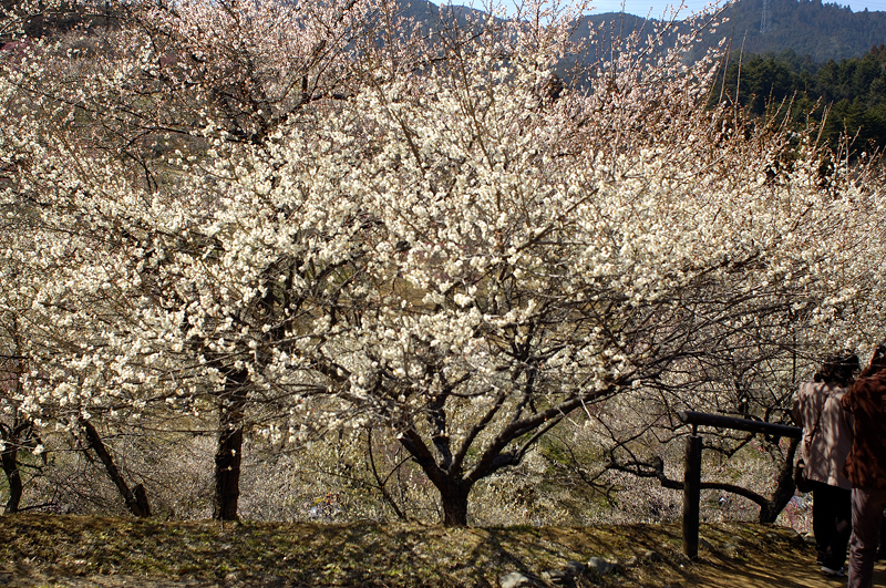 image0100