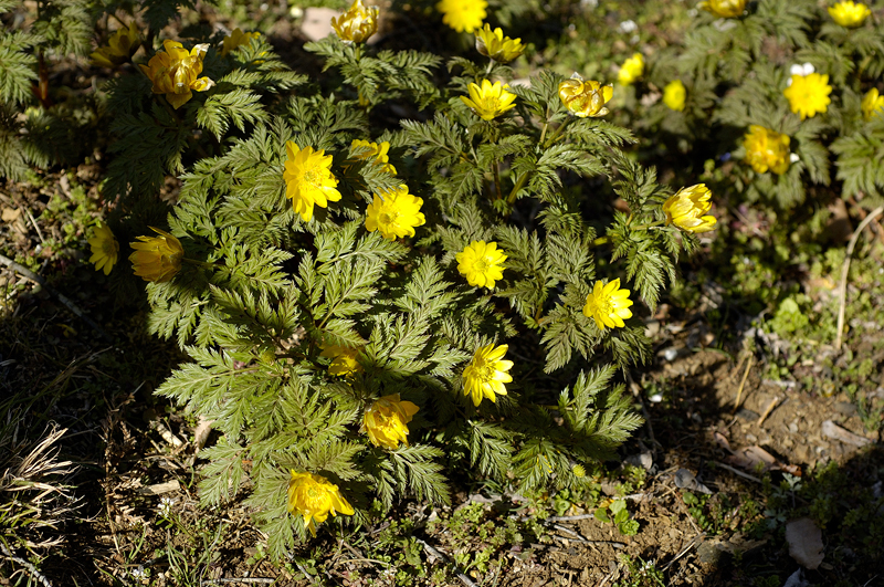 image0109