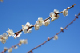 image0078