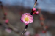 image0081