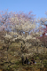 image0099