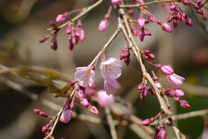 image0109